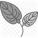 Anthurium Flower Natural Icon