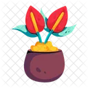 Anthurium Pot Anthurium Flower Tropical Flower Symbol