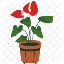 Anthurium  Icon