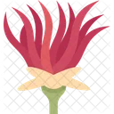 Apache Plume Flower Icon