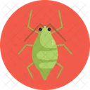 Aphid Bug Insects Icon
