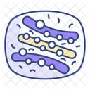 Appareil De Golgi Cellulaire Secretions Icon