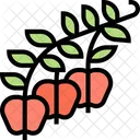 Apple Berry Apple Berry Icon