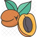Apricot Prunus Fruit Icon