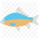 Aquatic Fish  Icon
