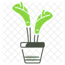 Araceae  Icon