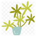 Aralia  Icon