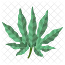 Aralia Leaf Icon