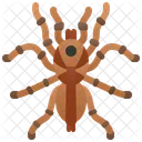 Araña  Icono