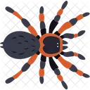 Aranha  Ícone