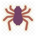 Aranha Inseto Inseto Icon