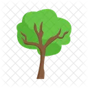 Árbol  Icono