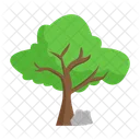 Arbol Naturaleza Planta Icon