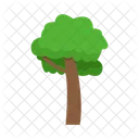 Arbol Naturaleza Planta Icon