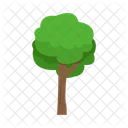 Arbol Naturaleza Planta Icon