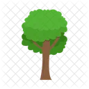 Arbol Naturaleza Planta Icon