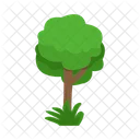 Arbol Naturaleza Planta Icon