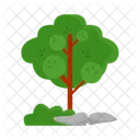 Arbol Naturaleza Planta Icon