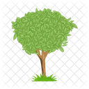 Árbol  Icono