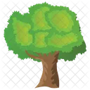 Linden Agricultura Hojas Perennes Icono