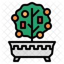 Kumquattree Kumquat Arbol Icono