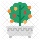 Kumquattree Kumquat Arbol Icono