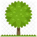 Arbre Foret Icon