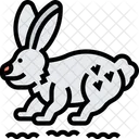 Arctic Hare  Icon