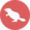 Ardillas Sciuridae Roedores Icon