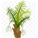 Arenga Palm Palm Tree Beach Icon