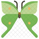 Argemme Papillon Butterflys Bee Icon
