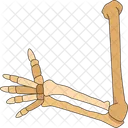 Arm Skeleton Hand Icon