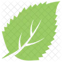 Aronia Chokeberry Leaf  Icon
