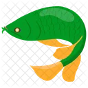 Arowana  Icon