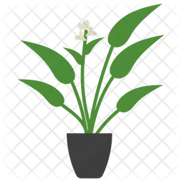 Arrowroot Potted Plant  Icon
