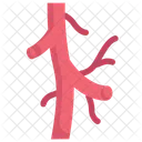 Anatomy Organ Biology Icon