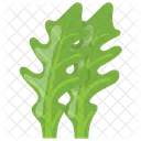 Arugula Kale Leaves Icon