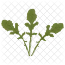 Arugula Leafy Vegetable Icon