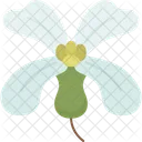 Arugula Blossom Herb Icon