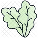 Arugula leaf  Icon