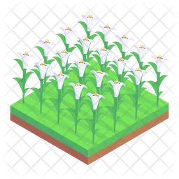 Arum Lily Fields  Icon