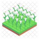 Arum Lily Fields  Icon