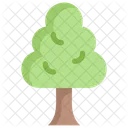 Arvore Planta Floresta Icon