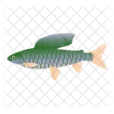 Äsche Fisch  Symbol