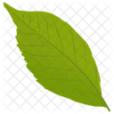 Ash Leaf  Icon