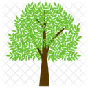 Ash Tree  Icon