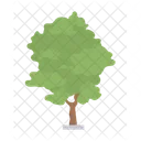 Ash Tree Icon