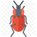 Asian Lady Beetle Bug Icon