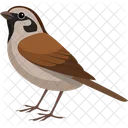 Asian Sparrow Pet Sparrow Icon