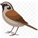 Asian Sparrow Pet Sparrow アイコン